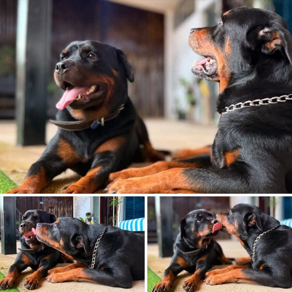 Meet Our Adorable Rottweiler Duo! 🐾💛 #VistaOceanSuites
